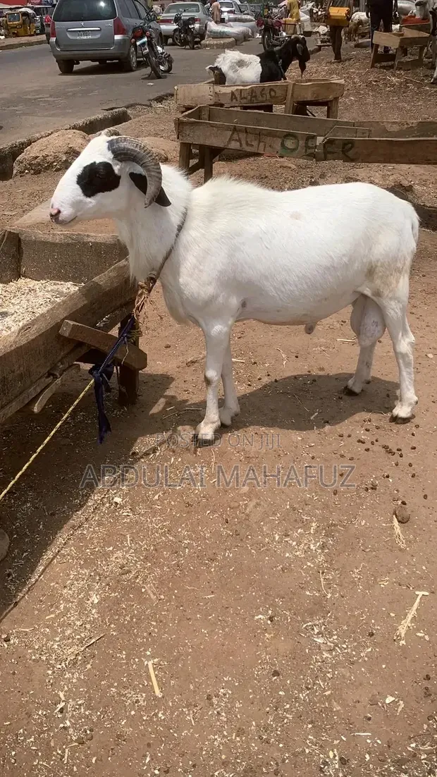 Sheep for Sale - 100 Heads - 1