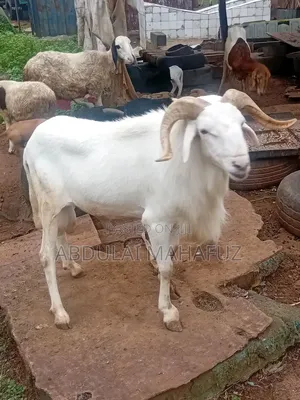 Sheep for Sale