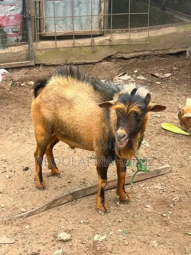 Goats for Sale - 1