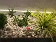 Chris Garden Landscaping & Gardening Services - 1