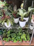 Chris Garden Landscaping & Gardening Services - 5