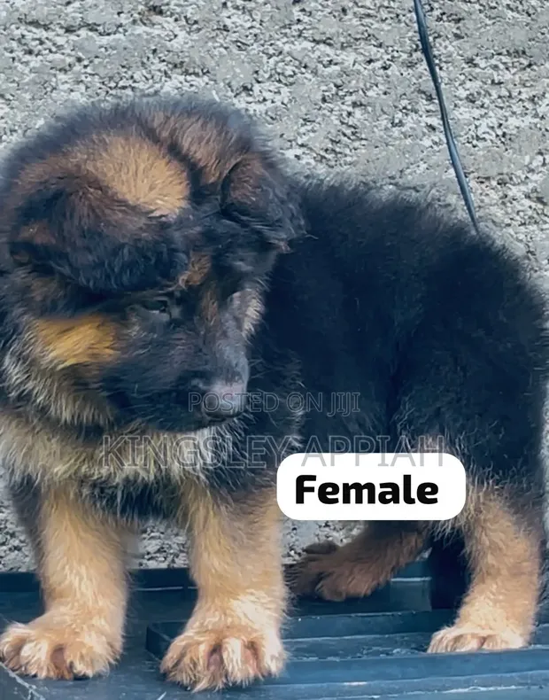 Female Purebred German Shepherd Puppy (1-3 Months) - 1