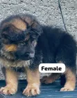 Female Purebred German Shepherd Puppy (1-3 Months) - 1