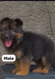 Female Purebred German Shepherd Puppy (1-3 Months) - 2