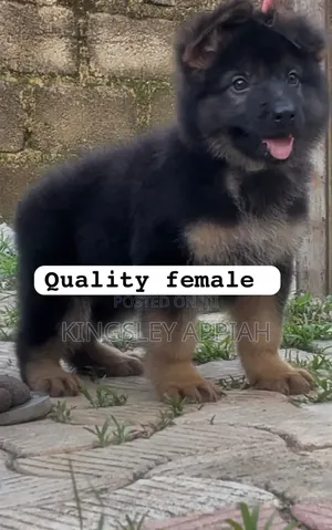 Female Purebred German Shepherd Puppy (1-3 Months)