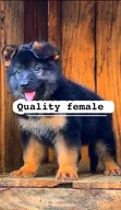 Female Purebred German Shepherd Puppy (1-3 Months) - 2