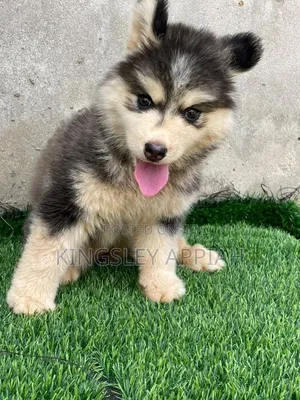 1-3 Month Old Male Purebred Siberian Husky Puppy