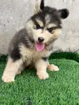 1-3 Month Old Male Purebred Siberian Husky Puppy - 1