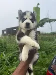 1-3 Month Old Male Purebred Siberian Husky Puppy - 2