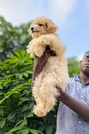 Female Purebred Poodle Puppy (1-3 Months)