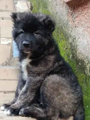 Purebred Caucasian Shepherd Puppy - 1-3 Months Old
