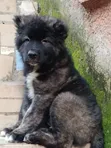 Purebred Caucasian Shepherd Puppy - 1-3 Months Old - 1