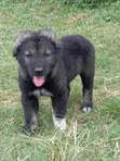 Purebred Caucasian Shepherd Puppy - 1-3 Months Old - 2