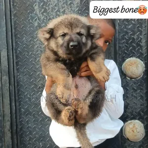 Purebred Caucasian Shepherd Puppy - 1-3 Months Male