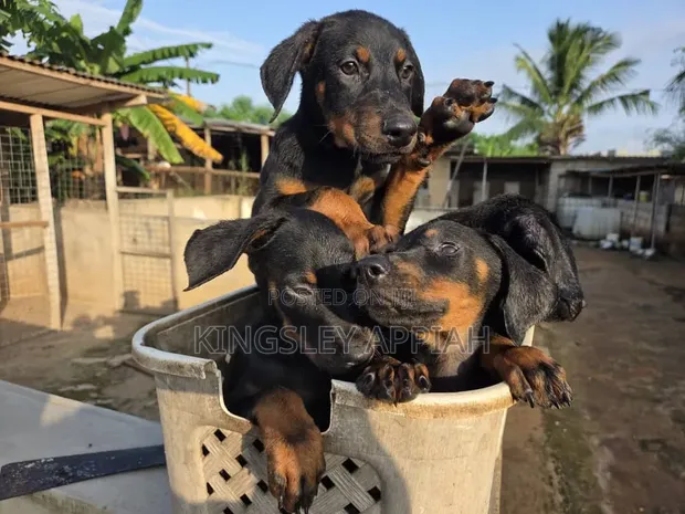 Purebred Doberman Pinscher Puppies - Male, 1-3 Months - 1
