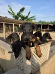 Purebred Doberman Pinscher Puppies - Male, 1-3 Months - 2