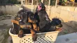 Purebred Doberman Pinscher Puppies - Male, 1-3 Months - 3