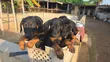 Purebred Doberman Pinscher Puppies - Male, 1-3 Months - 4