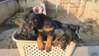 Purebred Doberman Pinscher Puppies - Male, 1-3 Months - 5