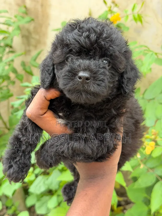 Purebred Female Poodle Puppy (1-3 Months) - 1