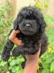 Purebred Female Poodle Puppy (1-3 Months) - 1
