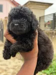 Purebred Female Poodle Puppy (1-3 Months) - 2