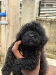 Purebred Female Poodle Puppy (1-3 Months) - 3