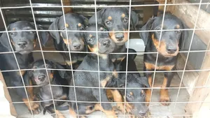 Purebred Doberman Pinscher Puppies (Male, 1-3 Months)