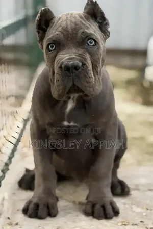 1-3 Month Female Purebred Cane Corso Puppy