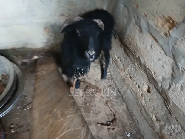 Pure Black Sheep - 1