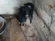 Pure Black Sheep - 1