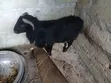 Pure Black Sheep - 2