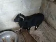 Pure Black Sheep - 3