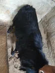 Pure Black Sheep - 4