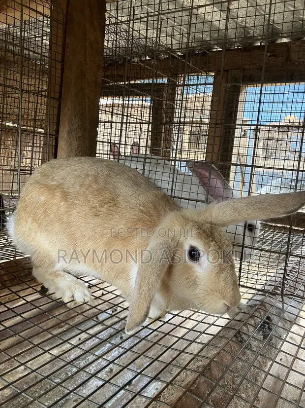 Healthy Hybrid Rabbits - 1