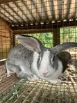 Healthy Hybrid Rabbits - 2