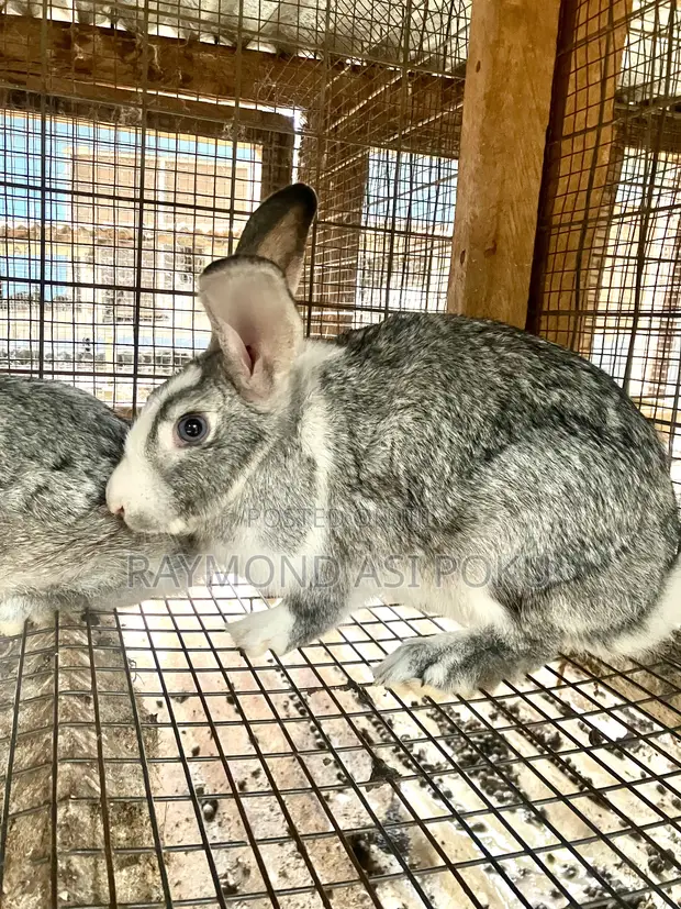 Healthy Rabbits Available - 1