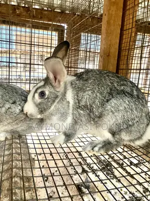 Healthy Rabbits Available