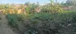 Land for Sale - Fetteh Kakraba, Gomoa East - 1