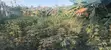 Land for Sale - Fetteh Kakraba, Gomoa East - 2