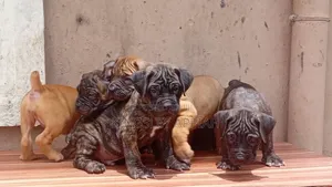 Purebred Boerboel Puppies - Female, 1-3 Months
