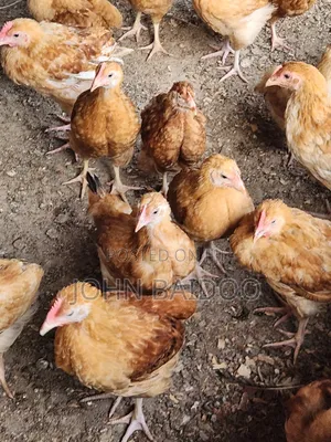 Sasso Chickens - 6 Weeks Old