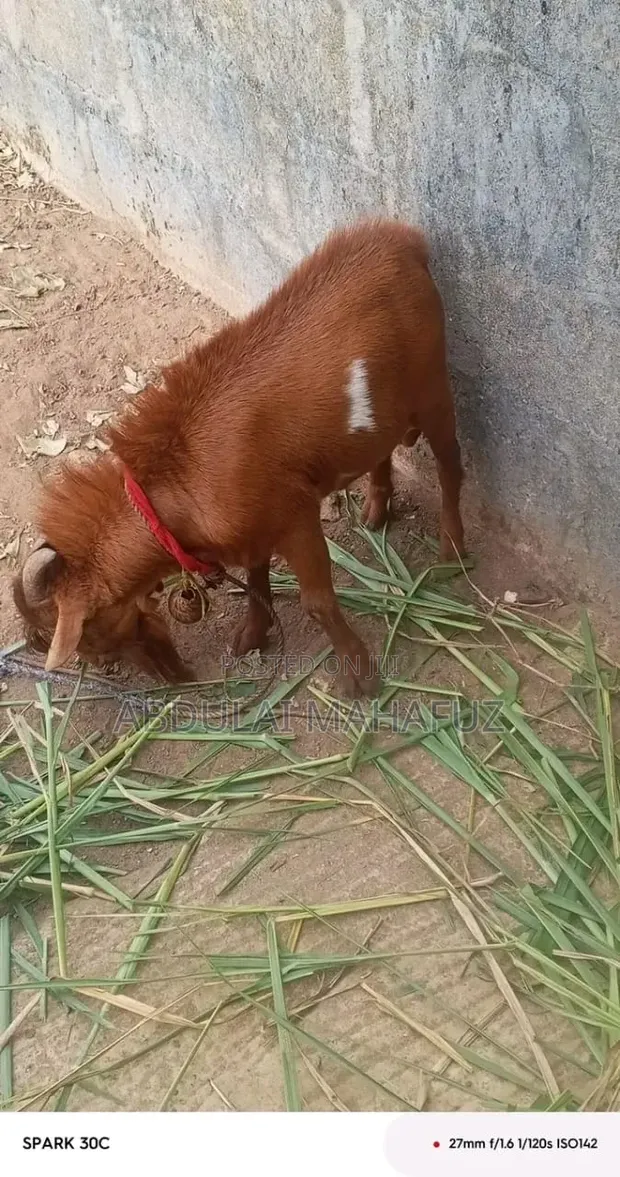 Goats for Sale - 1
