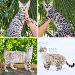 Purebred Bengal Kittens (1-3 Months)