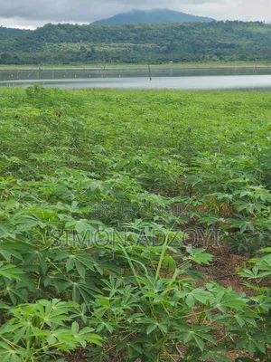 Registered 30,000 Acres Farmland Near Water - Oti Region