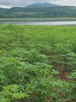 Registered 30,000 Acres Farmland Near Water - Oti Region - 1