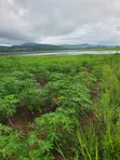 Registered 30,000 Acres Farmland Near Water - Oti Region - 2