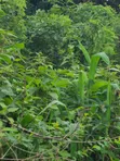 Registered 30,000 Acres Farmland Near Water - Oti Region - 3