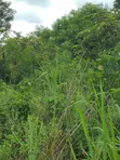 Registered 30,000 Acres Farmland Near Water - Oti Region - 4