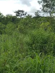 Registered 30,000 Acres Farmland Near Water - Oti Region - 5